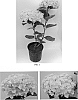 Hydrangea%20macrophylla%20%27Kazan%27