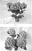 Hydrangea%20macrophylla%20%28Thunb.%29%20%27BCHY-10.P14%27