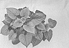 Ipomoea%20batatas%20%28L.%29%20Lam.%20%27NCORNSP-021SHJB%27