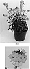 Erysimum%20linifolium%20%27Balcherissam%27