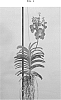 Vanda%20Jones%20ex%20R.%20Br.%20%27SPCDW1521%27