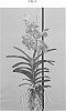 Vanda%20spp.%20Jones%20ex%20R.%20Br.%20%27SPCDW1520%27