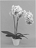 Phalaenopsis%20hybrid%20%27PHALYDSAP%27