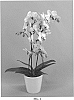 Phalaenopsis%20hybrid%20%27PHALFTEQ%27