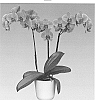 Phalaenopsis%20hybrida%20%27Elastic%20Love%27