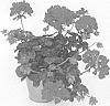 Pelargonium%20peltatum%20%27KLEPP16382%27