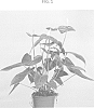 Anthurium%20andraeanum%20%27ARAANTRED1%27