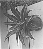 %20x%20Mangave%20times%20Agave%20%27Mission%20to%20Mars%27