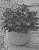 Heuchera%20hybrid%20%27Black%20Pearl%27