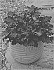 Heuchera%20hybrid%20%27Black%20Pearl%27