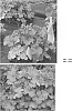 Heuchera%20hybrid%20%27TNHEUNEA%27