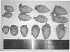 HOP%20PLANT%20NAMED%20%27HBC%20640%27