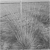 Festuca%20grass%20named%20%27Freedom%20Fire%20Heidi%27