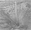 Festuca%20grass%20named%20%27Freedom%20Fire%20Francy%27