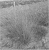 Festuca%20grass%20named%20%27Freedom%20Fire%20Vida%27