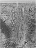 Festuca%20grass%20named%20%27Freedom%20Fire%20Kim%27