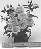 Rosa%20hybrida%20%27WEKwibysicpep%27