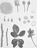 Rosa%20hybrida%20%27KORfloci109%27