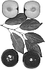 Interspecific%20Prunus%20species%20%27Flora%27s%20Flavor%27
