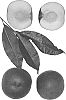Prunus%20persica%20%27Snow%20Eden%27