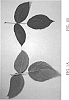 Rubus%20idaeus%20L.%20%27DrisRaspThirteen%27