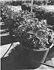 Spiraea%20japonica%20%27Walplum%27