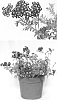 Achillea%20millefolium%20%27ACBZ0004%27