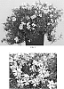 Phlox%20subulata%20%27Florphfabv%27