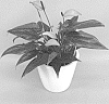 Anthurium%20andreanum%20L.%20%27ANTHEVEX%27