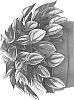 Peperomia%20hybrid%20%27Napoli%20Nights%27