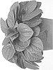 Peperomia%20albovittata%20%27Rana%20Verde%27