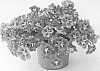Calibrachoa%20sp.%20%27KLECA16371%27