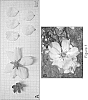 Prunus%20dulcis%20%27MAXIMA%27