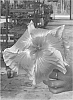 Hibiscus%20rosa-sinensis%20%27DUP-IDS%27