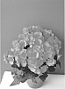 Begonia%20x%20hiemalis%20%27KRHARPI01%27