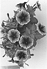 Petunia%20x%20hybrida%20%27Duefortblagem%27