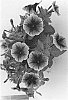 Petunia%20x%20hybrida%20%27Duefortblagem%27