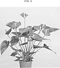 Anthurium%20andraeanum%20%27ARAANTRED3%27