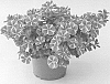 Calibrachoa%20sp.%20%27KLECA16006%27