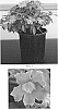 Mimulus%20aurantiacus%20%27Balburanim%27