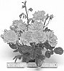 Rosa%20hybrida%20%27CHEwesic%27