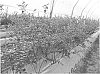Vaccinium%20corymbosum%20hybrid%20%27FCM12-038%27