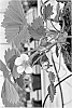 Fragaria%20x%20ananassa%20%27Opera%27