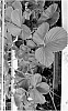 Fragaria%20x%20ananassa%20%27P061103V%27