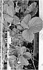 Fragaria%20x%20ananassa%20%27P061103V%27