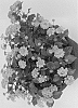 Lantana%20camara%20%27Duelanhavsunri%27