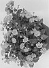 Lantana%20camara%20%27Duelanhavsunri%27
