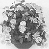 Lantana%20camara%20%27Duelanhavsunshin%27