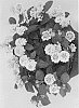 Lantana%20camara%20%27Duelanhavfumo%27