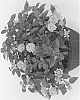 Lantana%20camara%20%27Duelanhavgo%27
